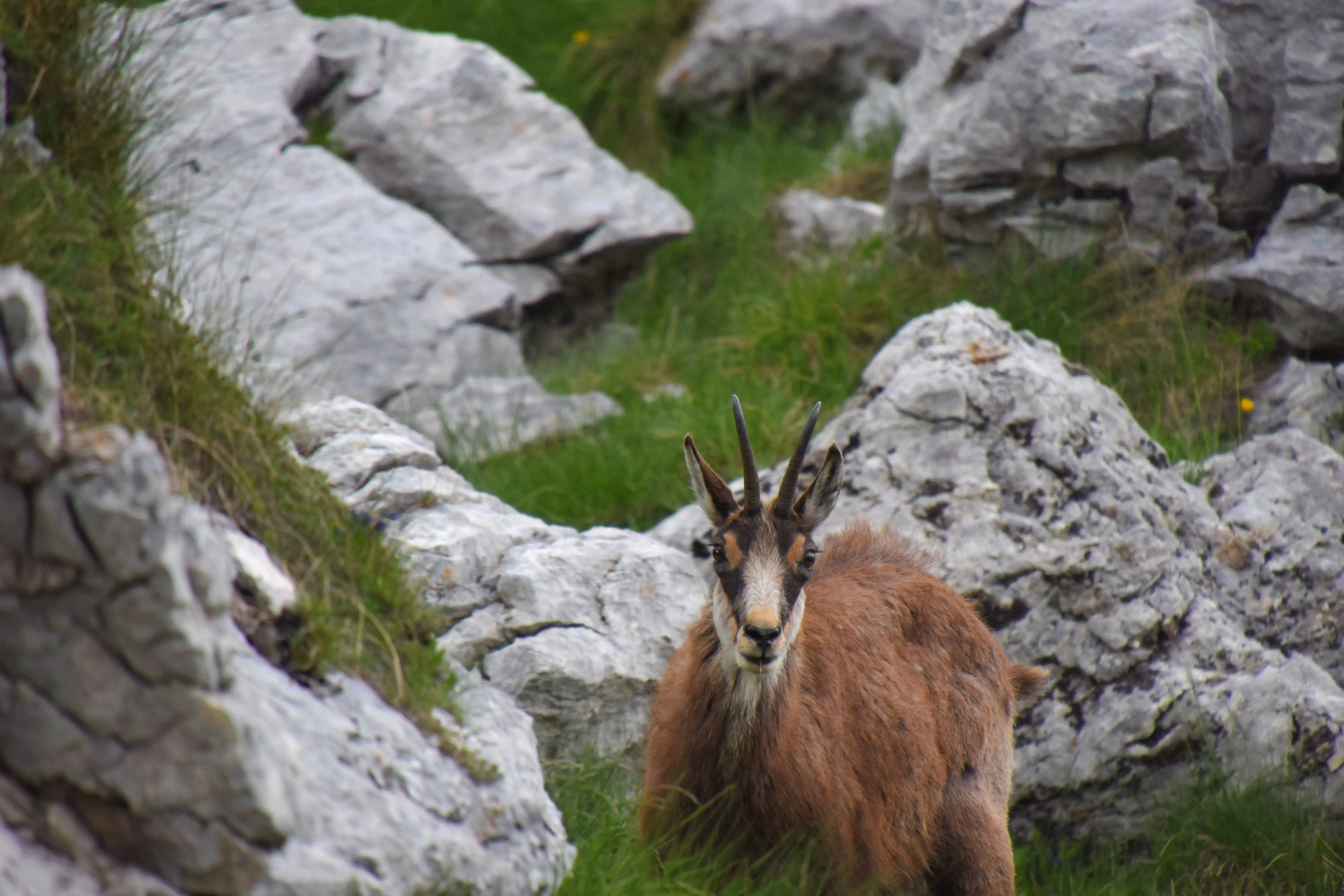 Mountain Goat Chamois Montenegro