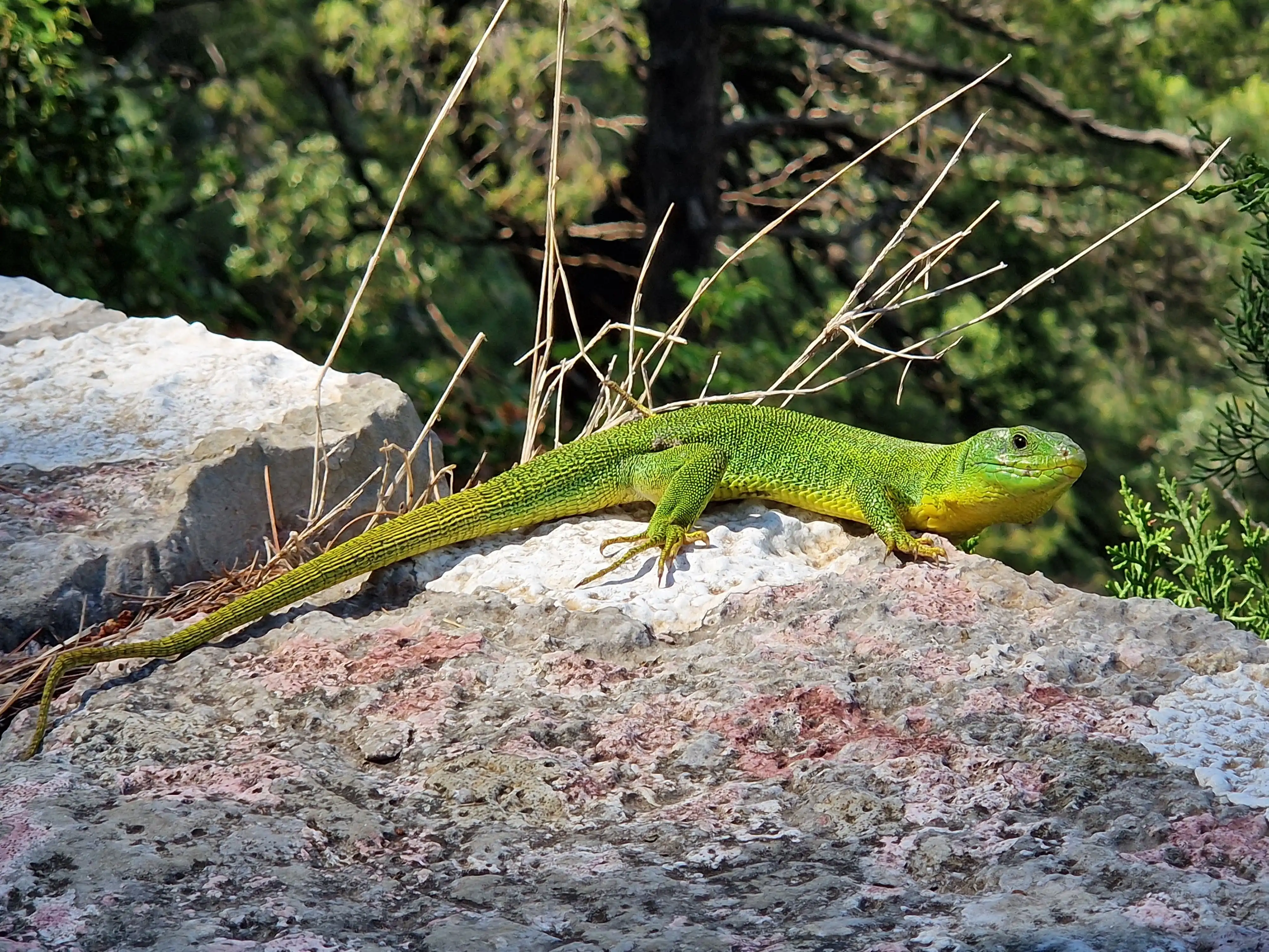 Lizard!