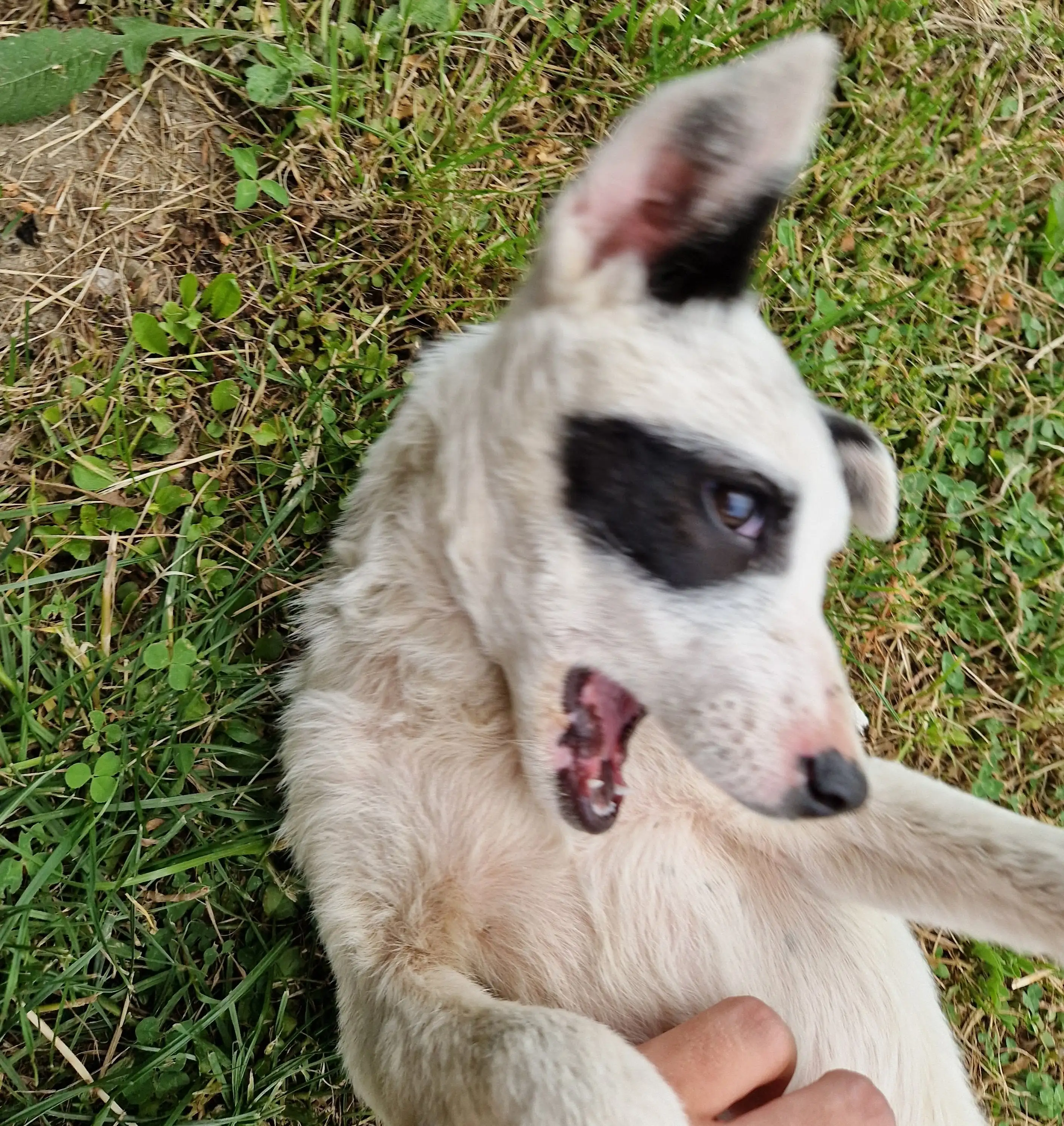 Mak the puppy