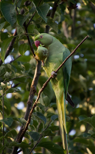 A parakeet eating an apple