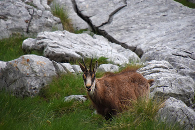 Chamois goat-antelope in Montenegro