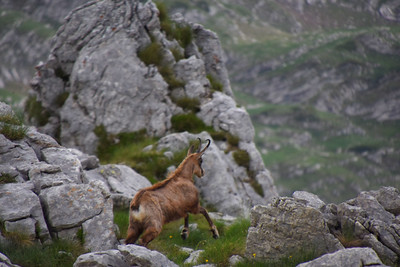 Alpine goat in Montenegro