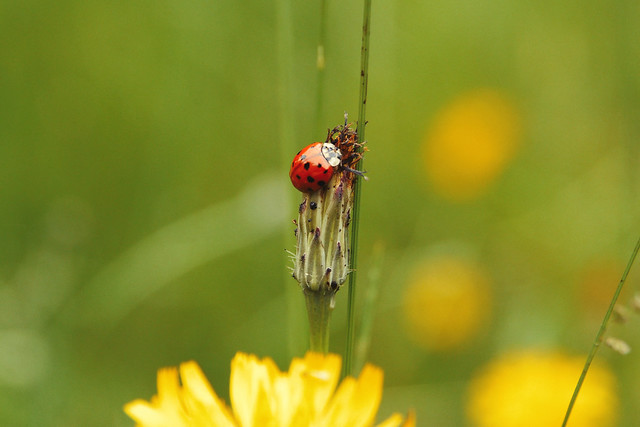 A ladybird
