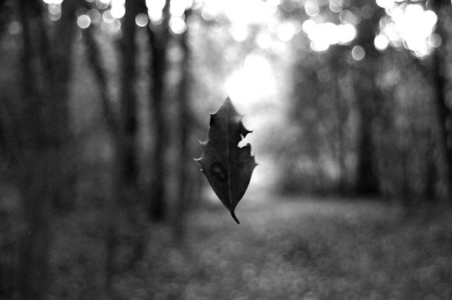 A holly leaf in black and white